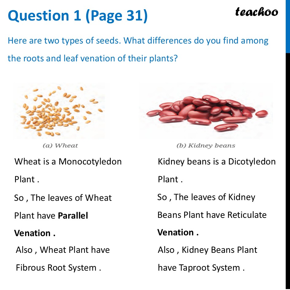 Here are two types of seeds. What differences do you find among - Questions at the end of chapter (Page 31, 32 & 33)