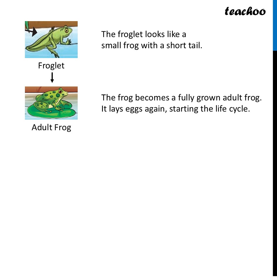 part 8 - Life Cycle of Animals - Concepts - Chapter 10 Class 6 - Living Creatures: Exploring their Characterstics - Class 6