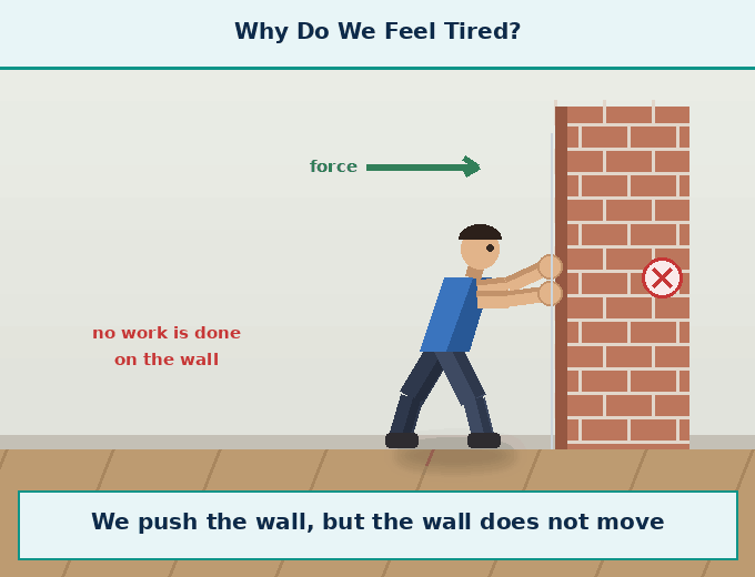Animation for "Why do we feel tired even when work done is zero". A short looping GIF, three or four beats, drawn in the flat classroom style of the chapter. Beat 1 — We push a wall, the wall does not move, so scientifically we did no work on the wall. Beat 2 — But our muscles repeatedly expand and contract, and use up the internal energy of our body. Beat 3 — So we feel tired even though, in a scientific sense, we have not done any work on the object. Label every arrow and quantity, name the direction each force or motion acts in, and hold the last frame for a moment before the loop starts again.