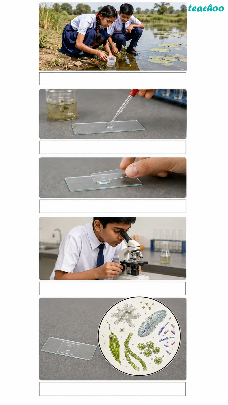 Image: A dropper placing a drop of greenish pond water on a glass slide with a coverslip, viewed under a microscope showing tiny moving organisms