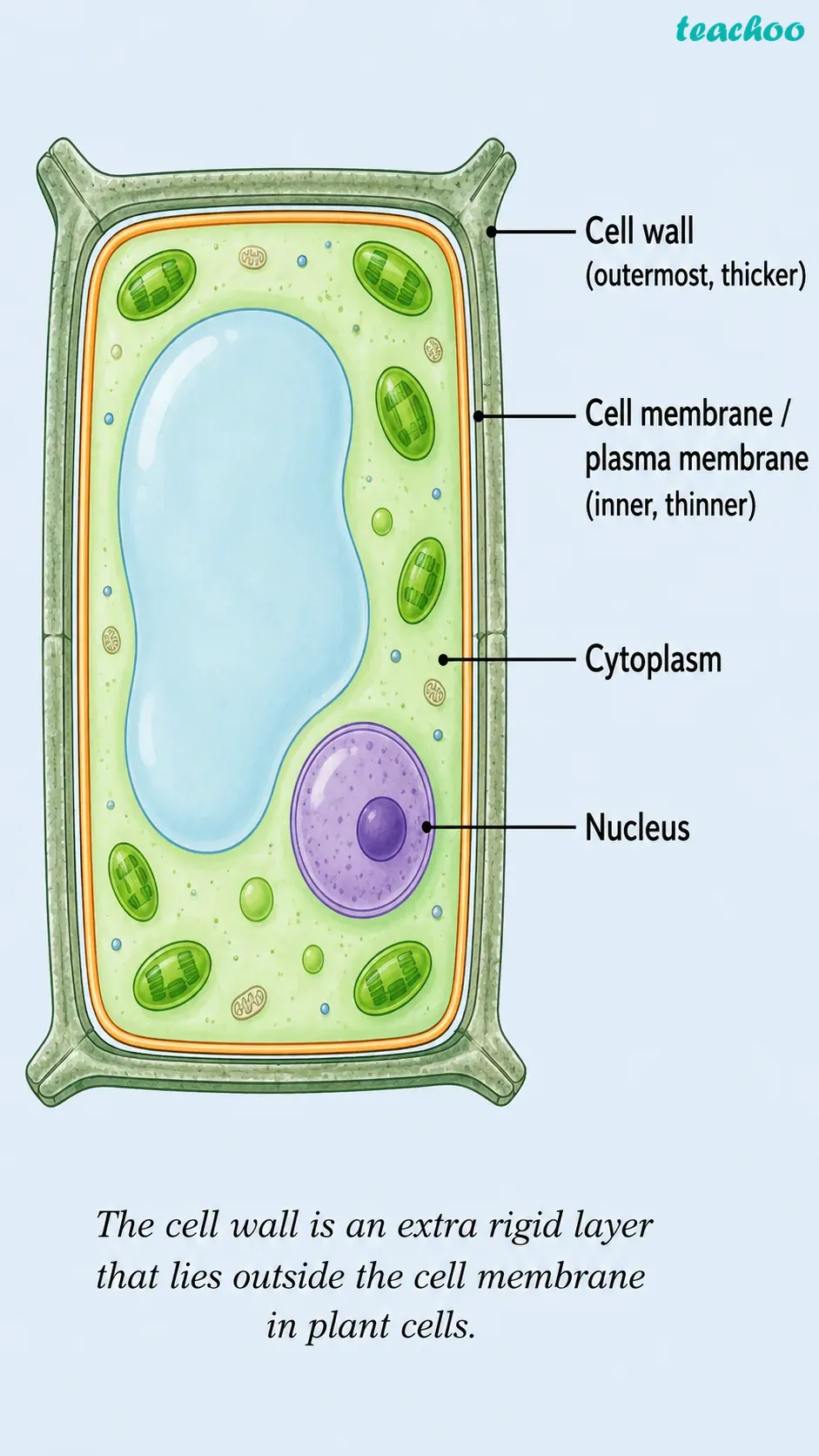 2.2.2 Cell wall — The outer cove - Cell — The Building Bl - [Teachoo] - Concepts