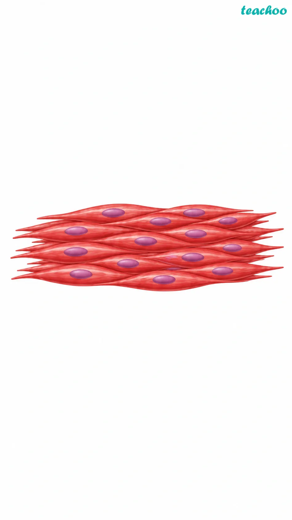 Image: A group of similar cells drawn close together all doing the same job, forming a tissue, shown as the next level up from a single cell in the organisation of a living body