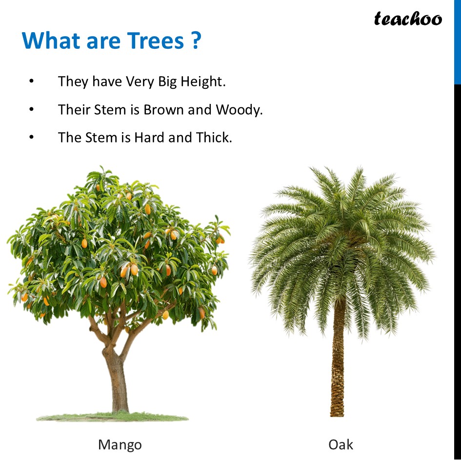 part 4 - What are Herbs, Shrubs and Trees? - Concepts - Chapter 2 Class 6 - Diversity in the living world (Curiosity) - Class 6