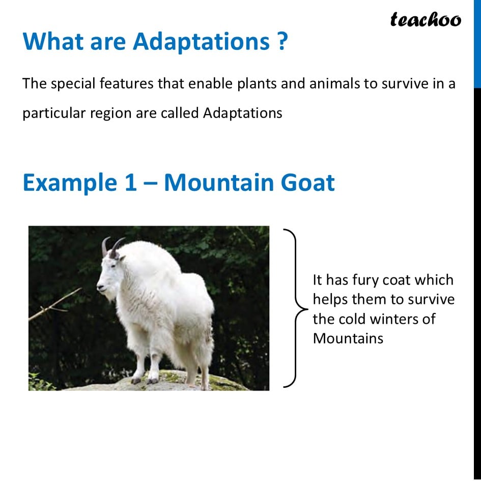 [Class 6 Science] What are Adaptatons? - (with Examples and Types) - Concepts
