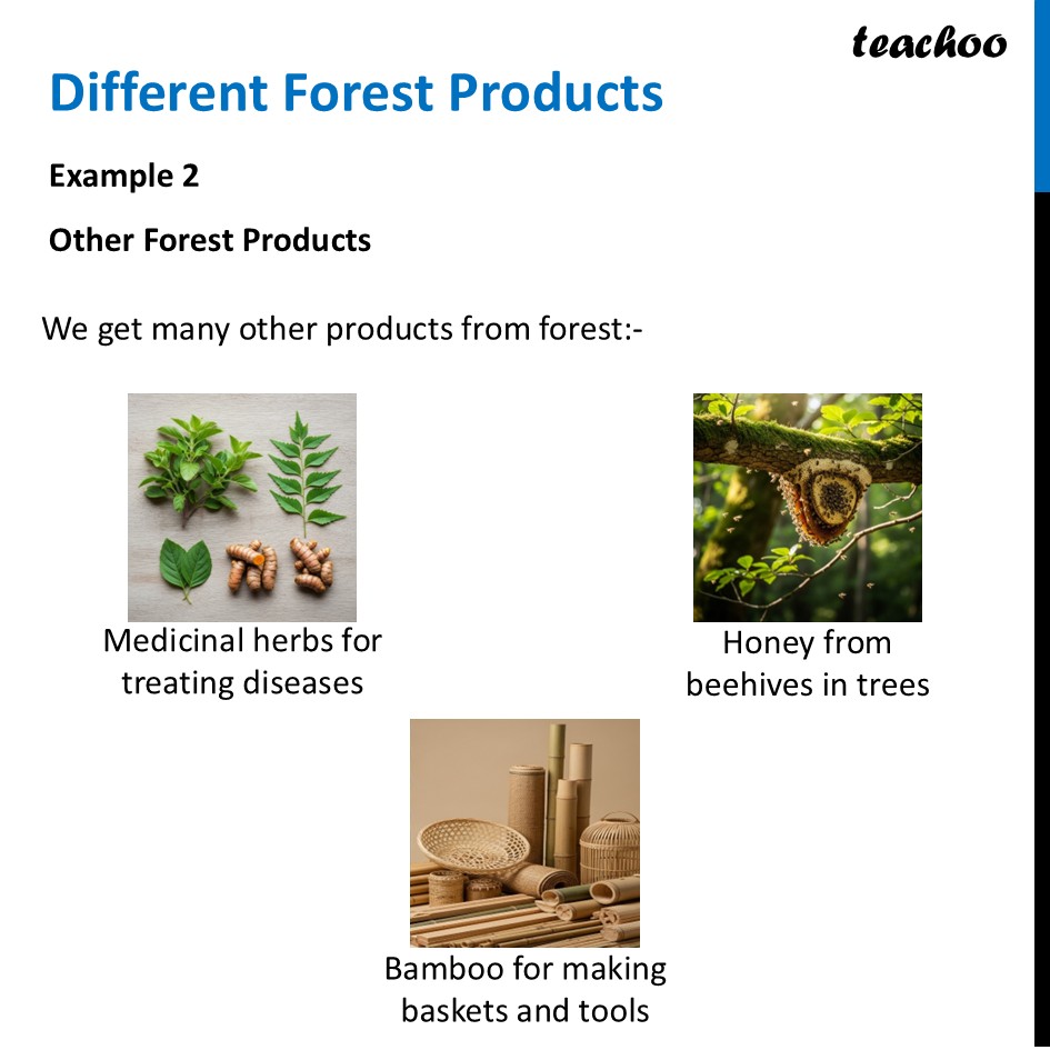 part 3 - Forests - Concepts - Chapter 11 Class 6 - Nature's Treasures (Curiosity) - Class 6