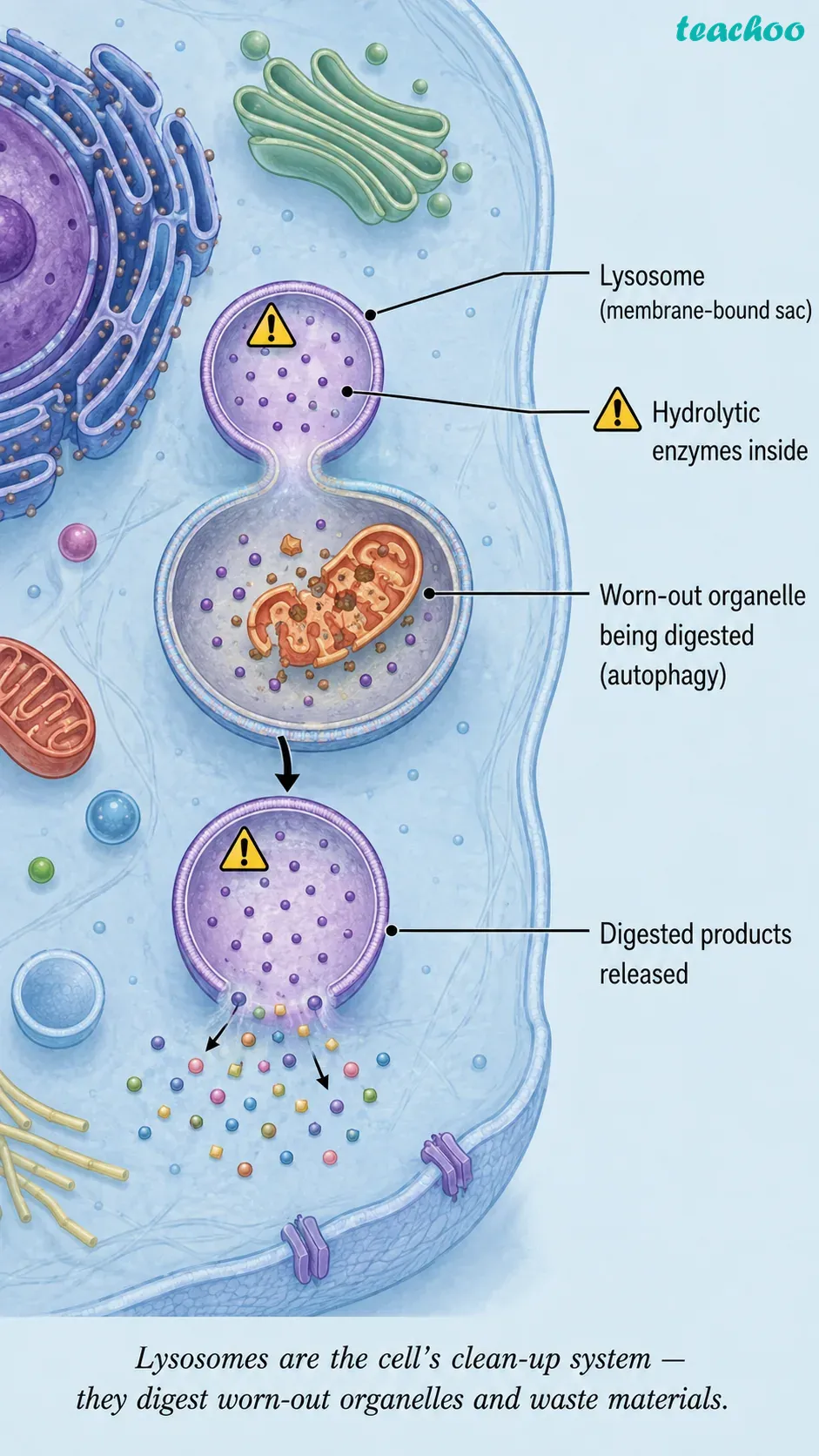 part 7 - 2.3.1 Why do eukaryotic cells need these organelles? - Concepts - Chapter 2 - Cell: The Building Block of Life (Exploration) - Class 9 (Exploration)