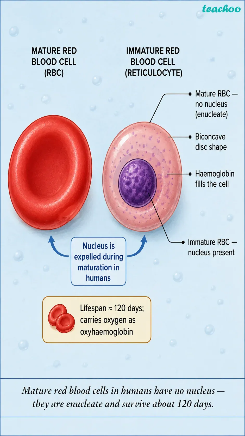 part 14 - 2.3.1 Why do eukaryotic cells need these organelles? - Concepts - Chapter 2 - Cell: The Building Block of Life (Exploration) - Class 9 (Exploration)