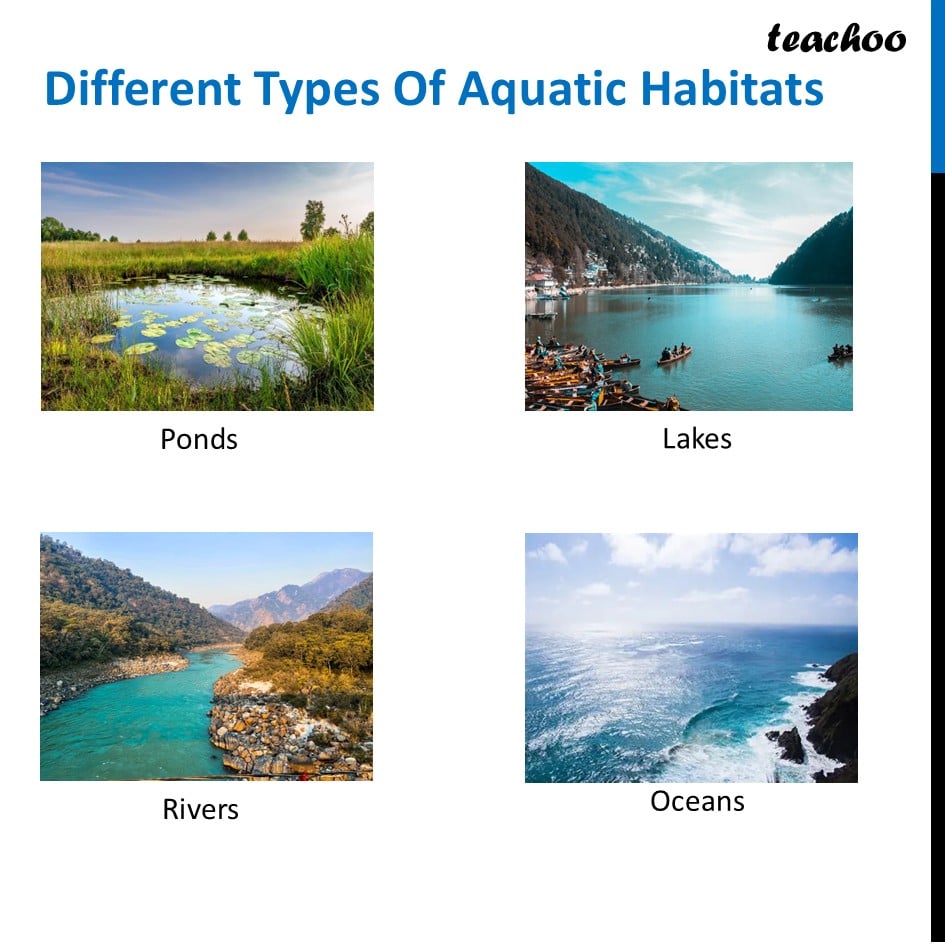 part 7 - Habitat - Concepts - Chapter 2 Class 6 - Diversity in the living world (Curiosity) - Class 6