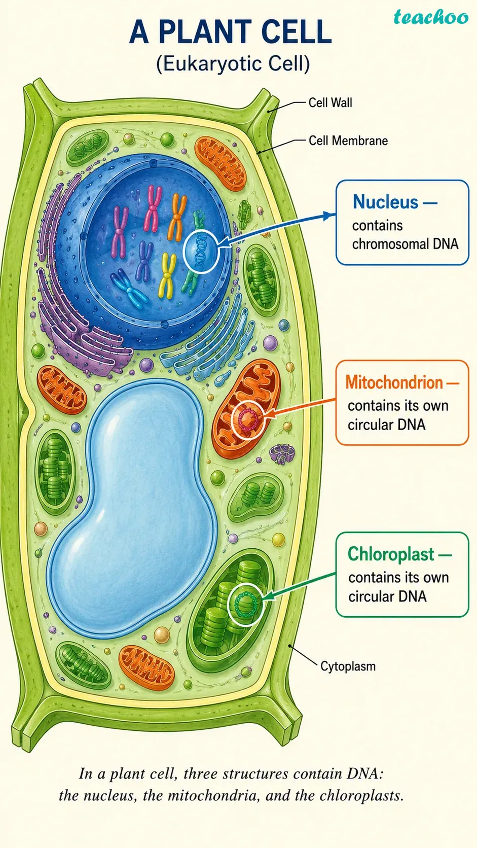 Question 7 — Which of the follow - Cell — The Building Bl - [Teachoo] - Questions at the end of the chapter