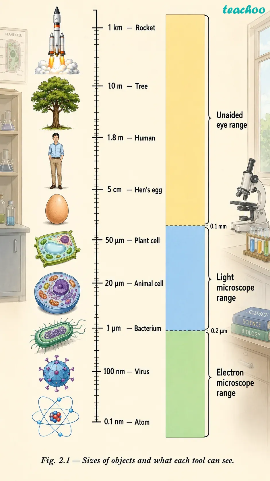 2.1 How to Study Cells? - Cell — The Building Bl - [Teachoo] - Concepts