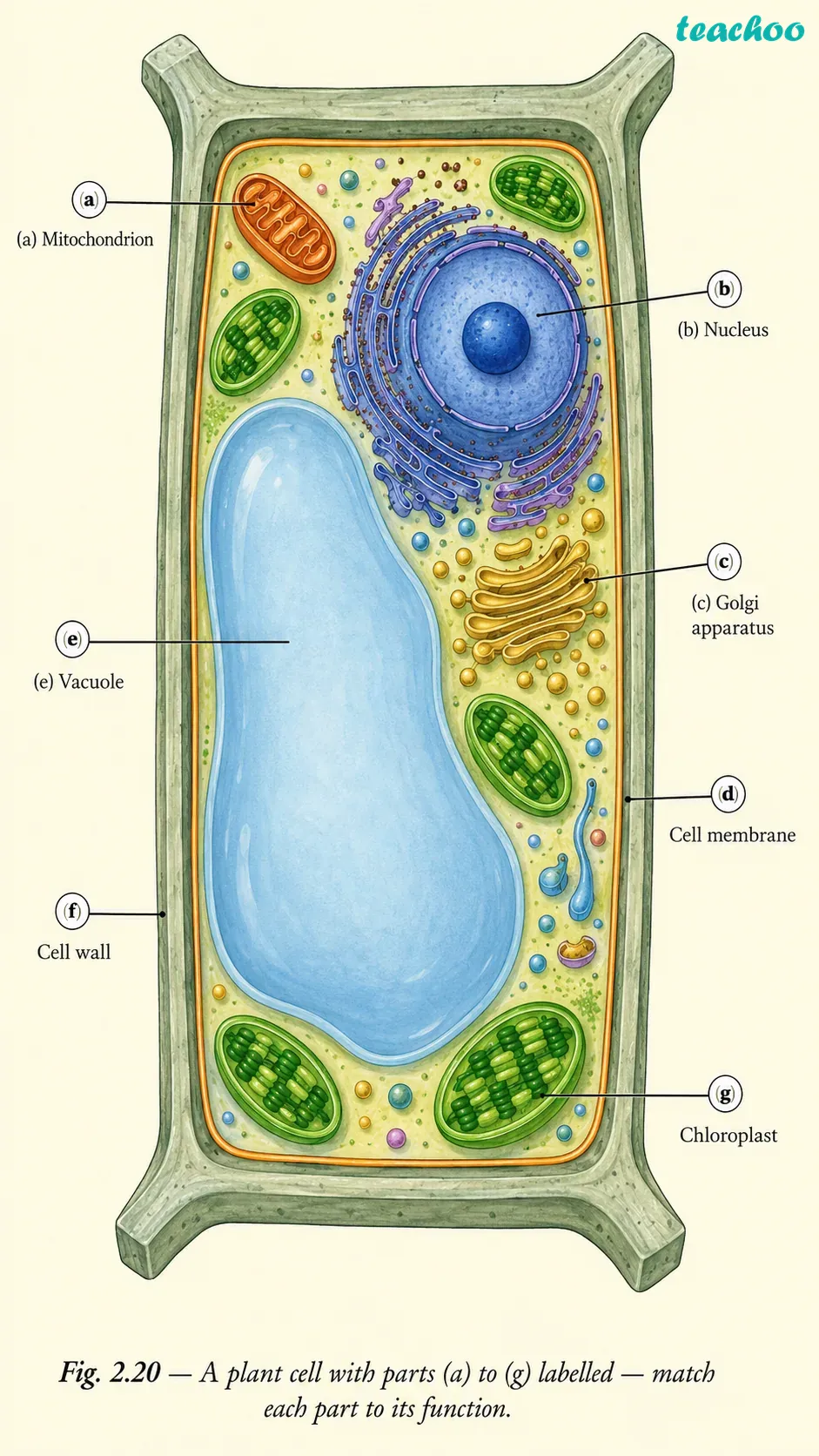 Question 3 — Look at the diagram - Cell — The Building Bl - [Teachoo] - Questions at the end of the chapter