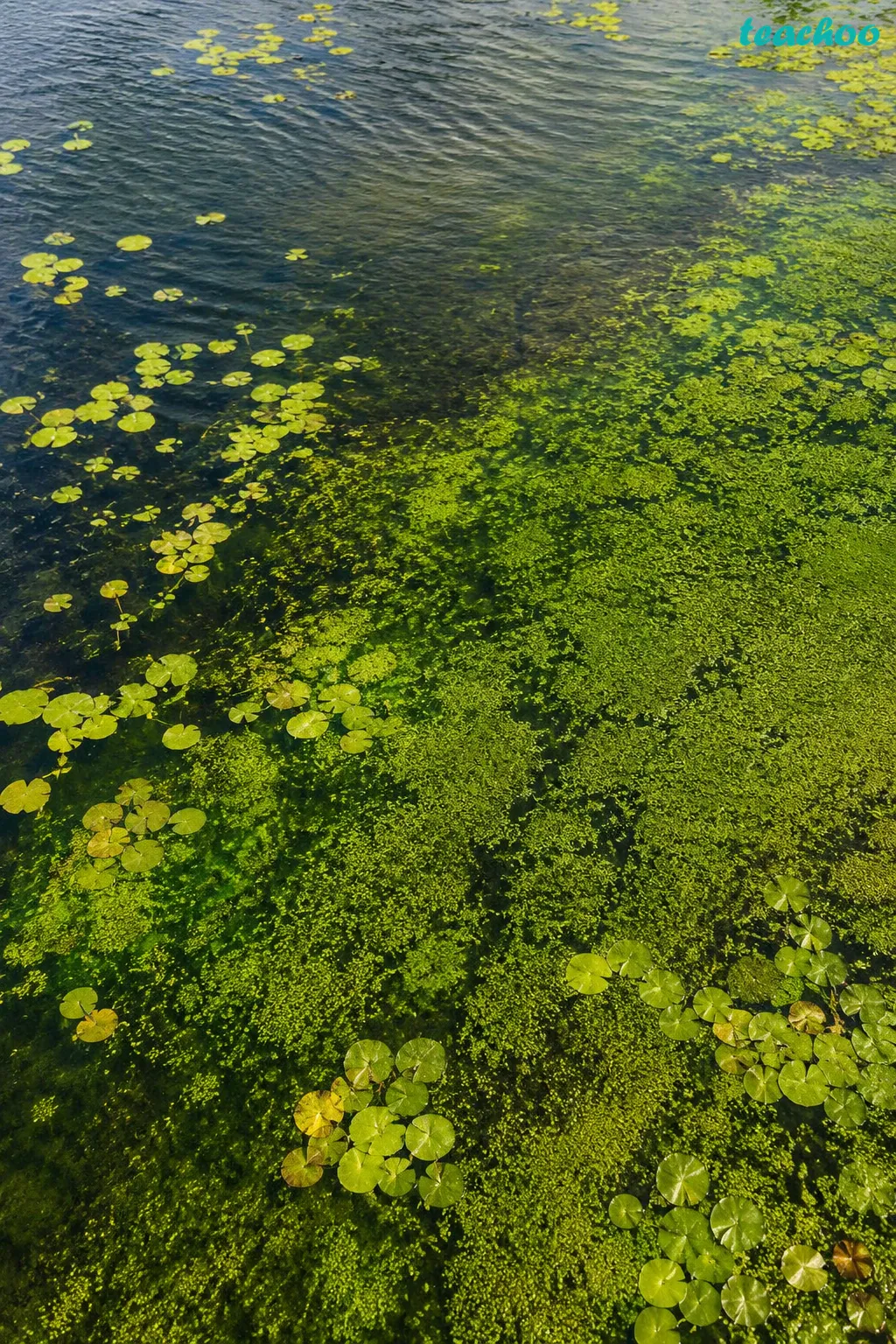 Image: Green microalgae like Spirulina and Chlorella floating in water and releasing oxygen bubbles in sunlight
