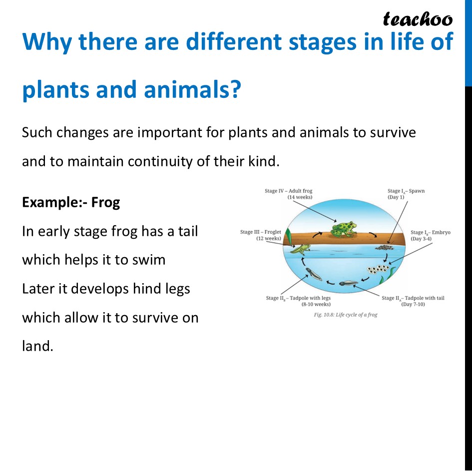 part 16 - Life Cycle of Animals - Concepts - Chapter 10 Class 6 - Living Creatures: Exploring their Characterstics - Class 6