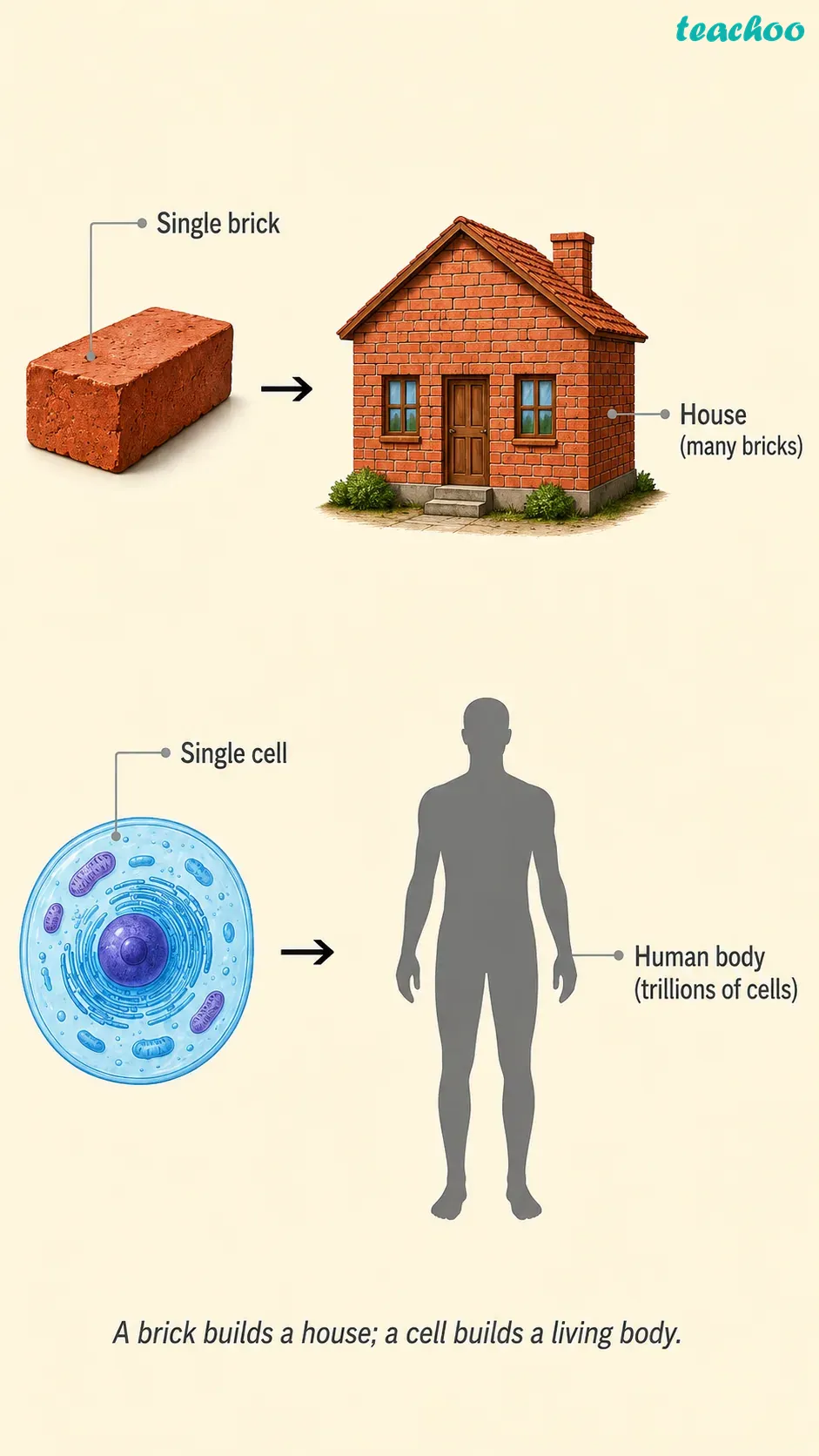 What We Will Cover in the Chapte - Cell — The Building Bl - [Teachoo] - Concepts