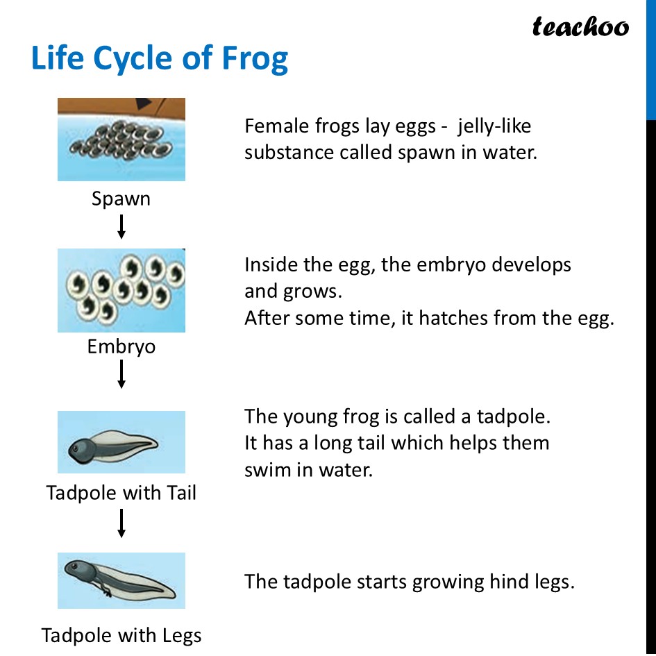 part 7 - Life Cycle of Animals - Concepts - Chapter 10 Class 6 - Living Creatures: Exploring their Characterstics - Class 6