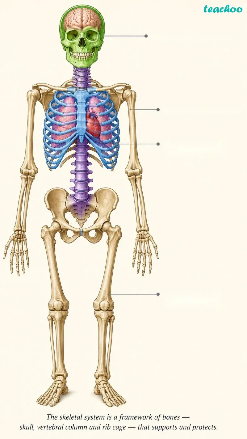 3.6 Skeletal System - Tissues in Action - [Teachoo] - Concepts
