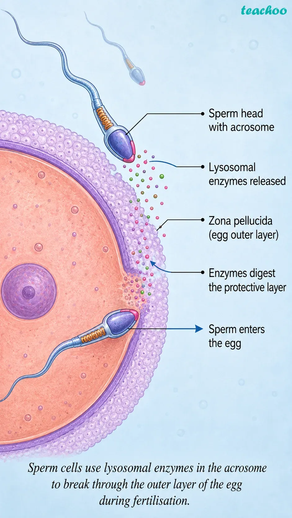 part 16 - 2.3.1 Why do eukaryotic cells need these organelles? - Concepts - Chapter 2 - Cell: The Building Block of Life (Exploration) - Class 9 (Exploration)