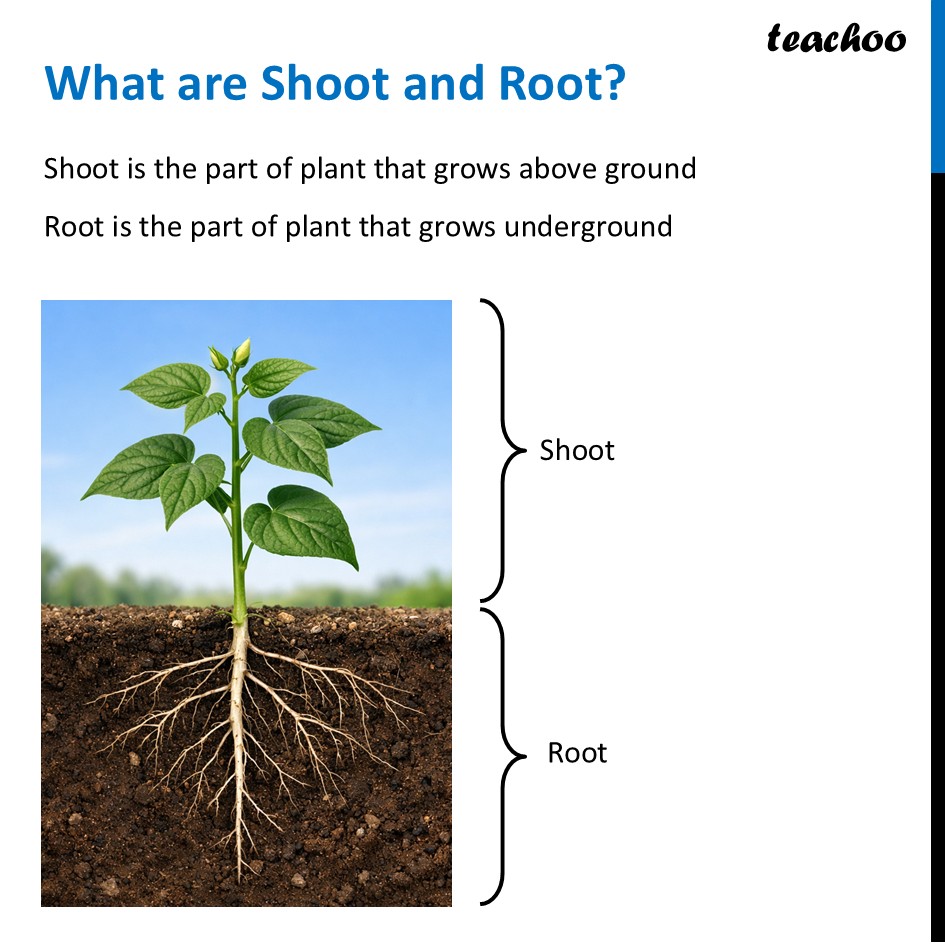 Growth and Movement in Plants - Class 6 Living Creatures - Curiosity - Concepts