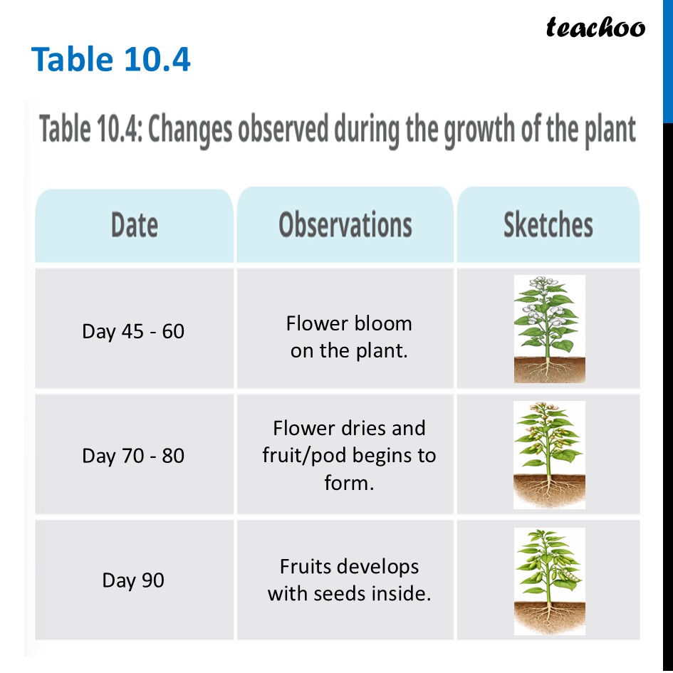 part 6 - Life Cycle of a Plant - Concepts - Chapter 10 Class 6 - Living Creatures: Exploring their Characterstics - Class 6
