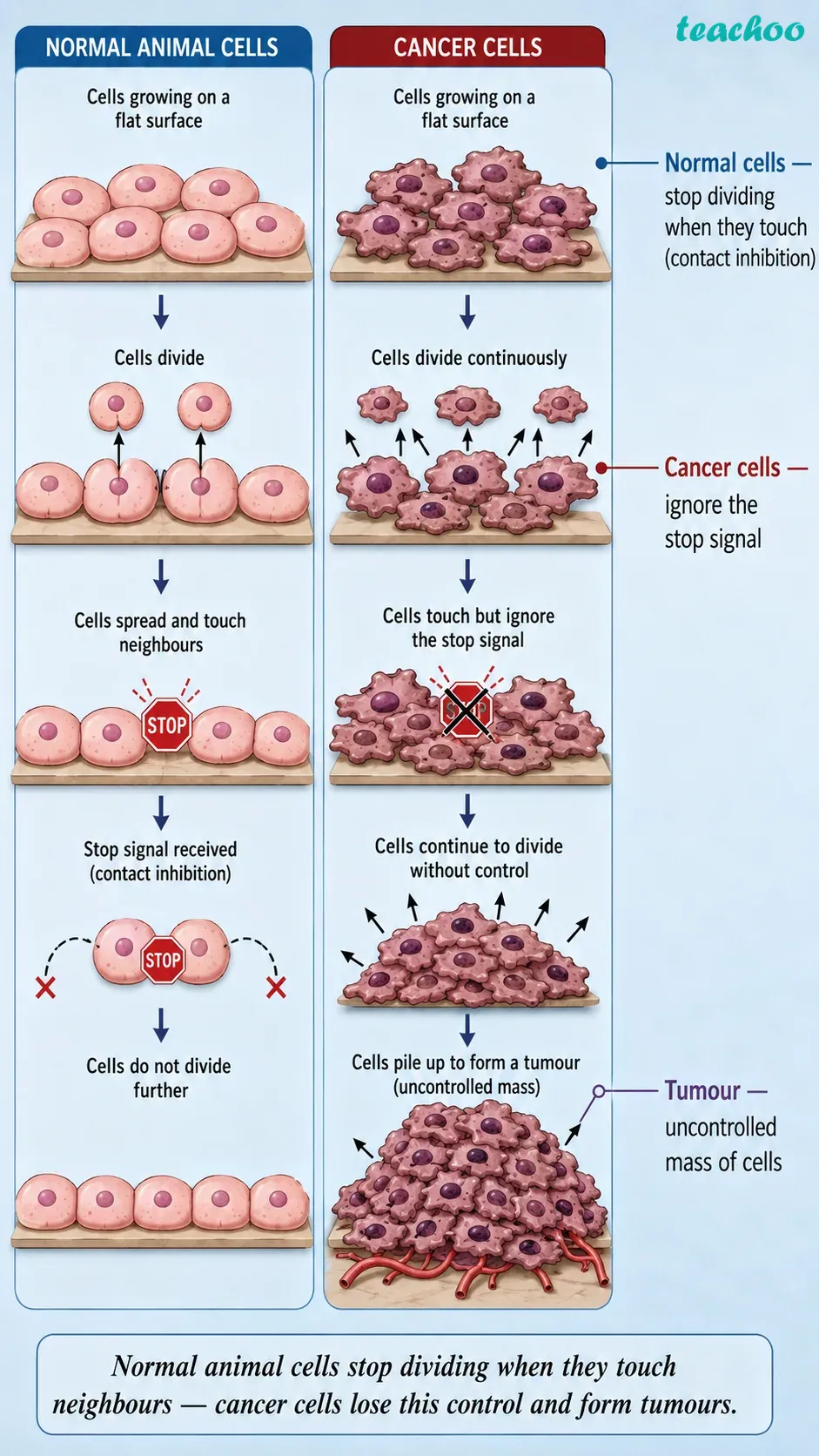 part 3 - 2.5 Cell Theory — The Unifying Principle of Biology - Concepts - Chapter 2 - Cell: The Building Block of Life (Exploration) - Class 9 (Exploration)