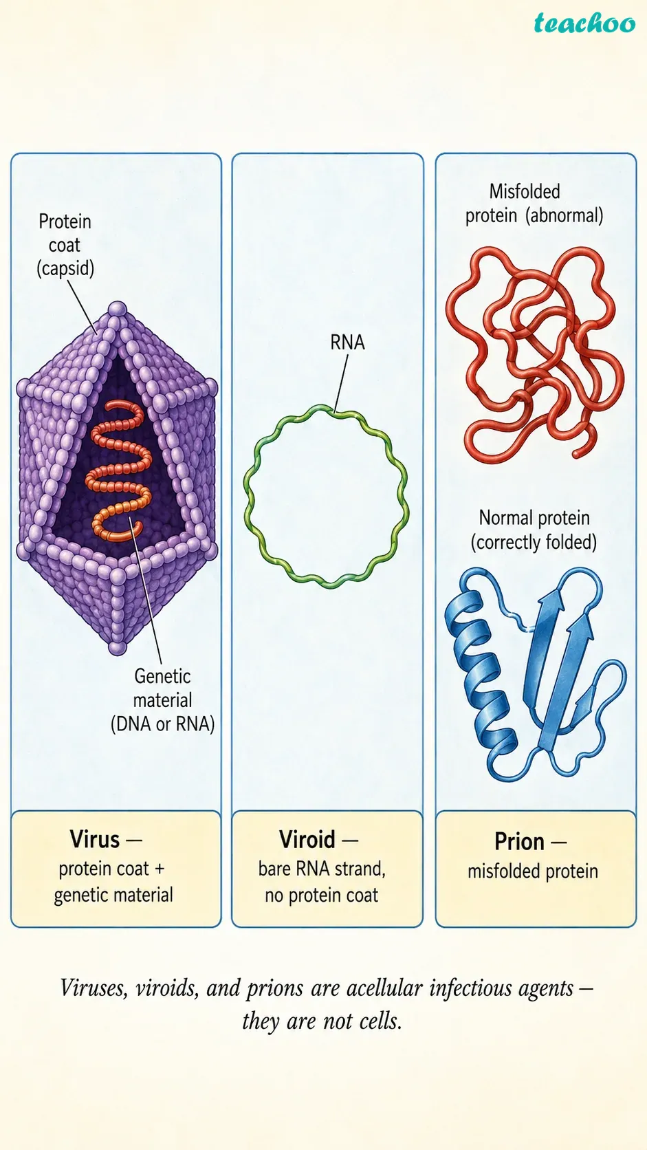 part 4 - 2.3 The Cell Interior — A Coordinated Working System - Concepts - Chapter 2 - Cell: The Building Block of Life (Exploration) - Class 9 (Exploration)