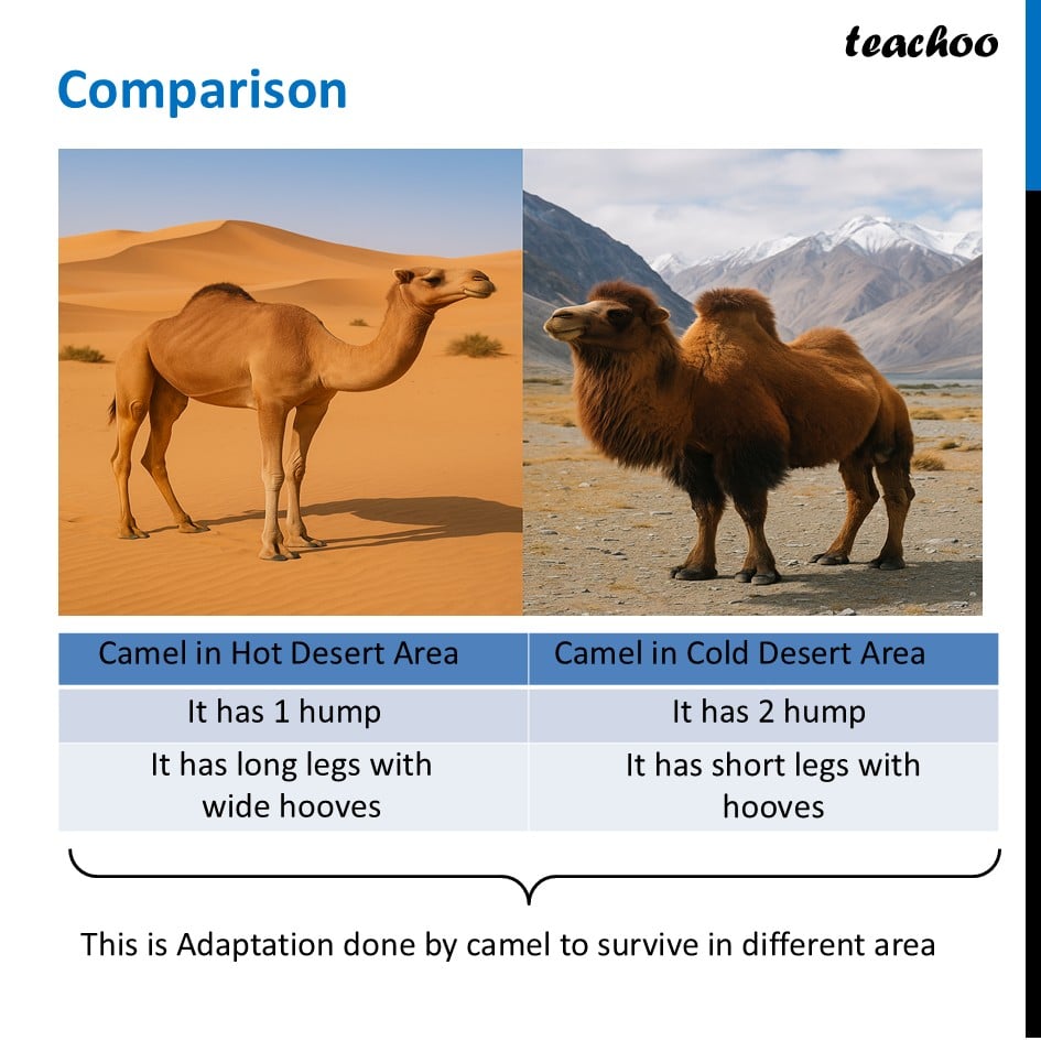 part 6 - Adaptations - Concepts - Chapter 2 Class 6 - Diversity in the living world (Curiosity) - Class 6