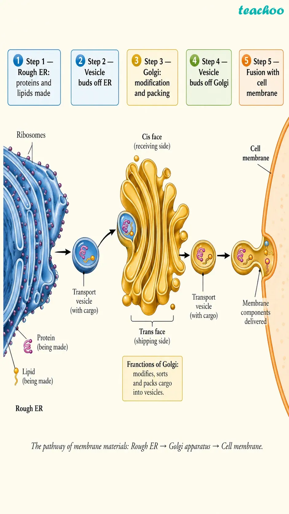 Question 14 — The cell membrane - Cell — The Building Bl - [Teachoo] - Questions at the end of the chapter