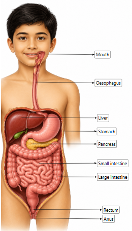 part 2 - 9.1 Nutrition in Animals - Concepts - Chapter 9 Class 7 - Life Processes in Animals (Curiosity) - Class 7