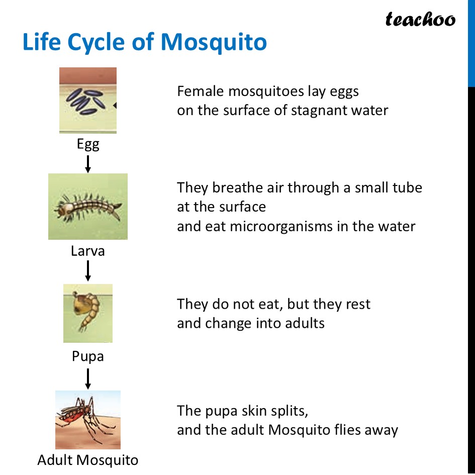 Life Cycle of Animals - Class 6 Living Creatures  - Science - Teachoo - Concepts