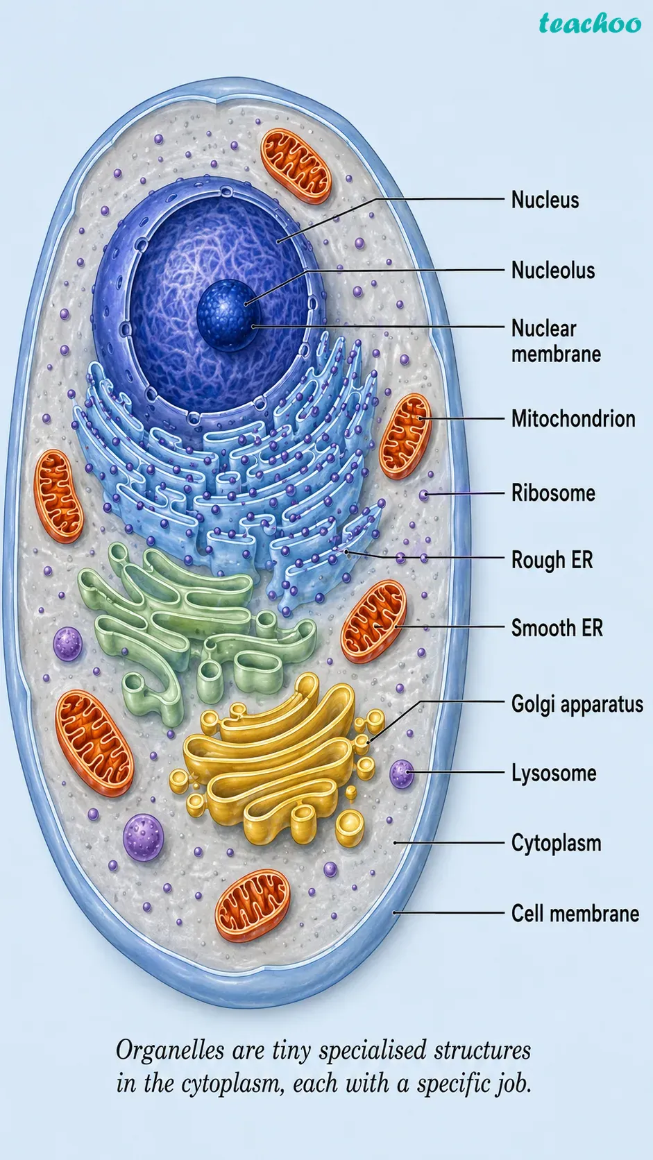 2.3 The Cell Interior — A Coordi - Cell — The Building Bl - [Teachoo] - Concepts