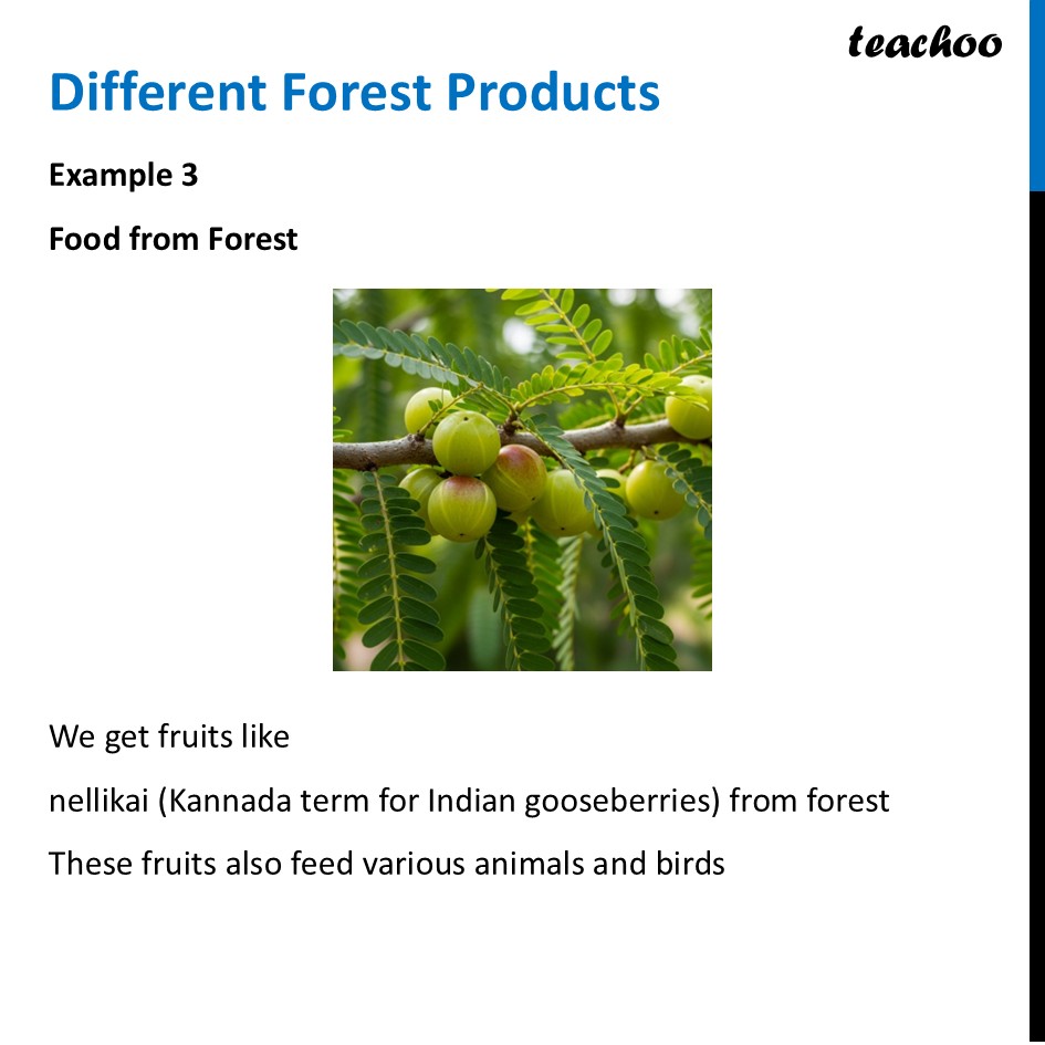 part 4 - Forests - Concepts - Chapter 11 Class 6 - Nature's Treasures (Curiosity) - Class 6