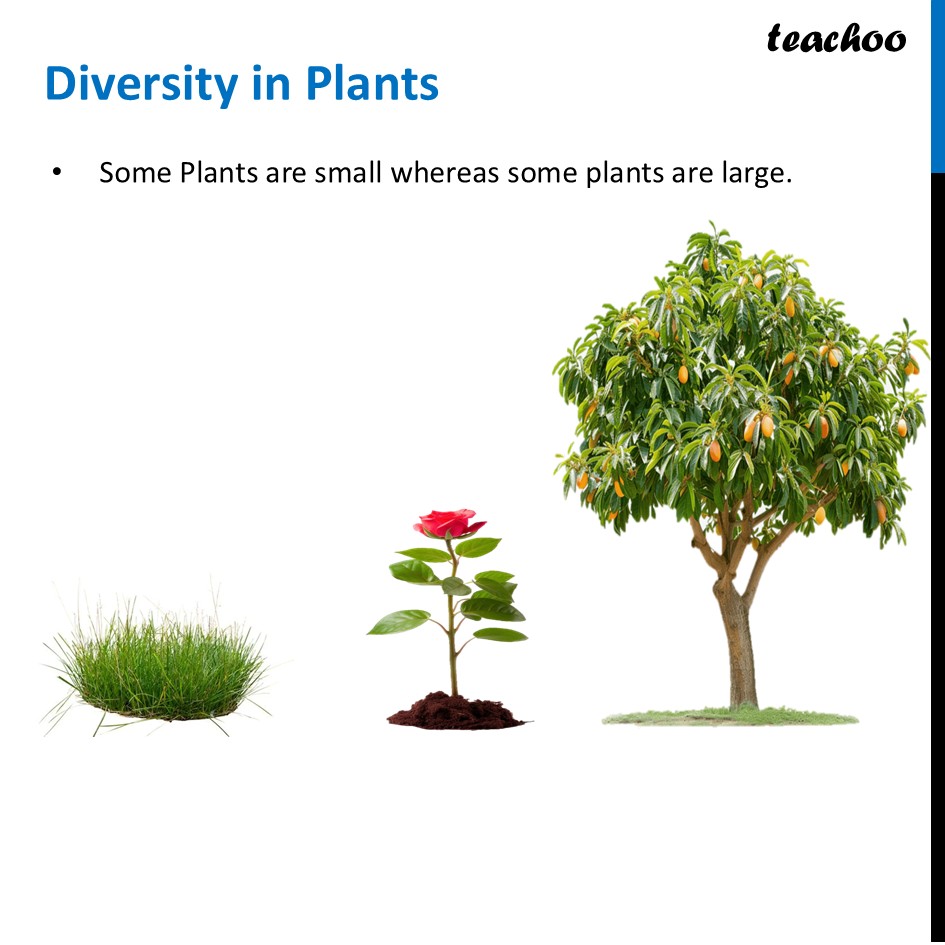 part 3 - Meaning of Diversity - Concepts - Chapter 2 Class 6 - Diversity in the living world (Curiosity) - Class 6