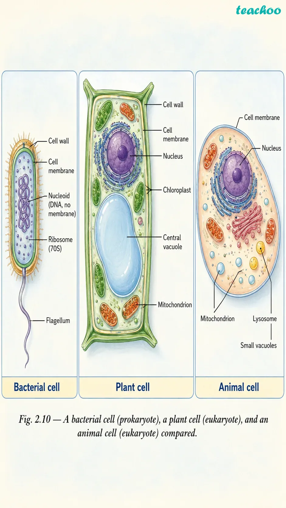 part 2 - 2.3 The Cell Interior — A Coordinated Working System - Concepts - Chapter 2 - Cell: The Building Block of Life (Exploration) - Class 9 (Exploration)