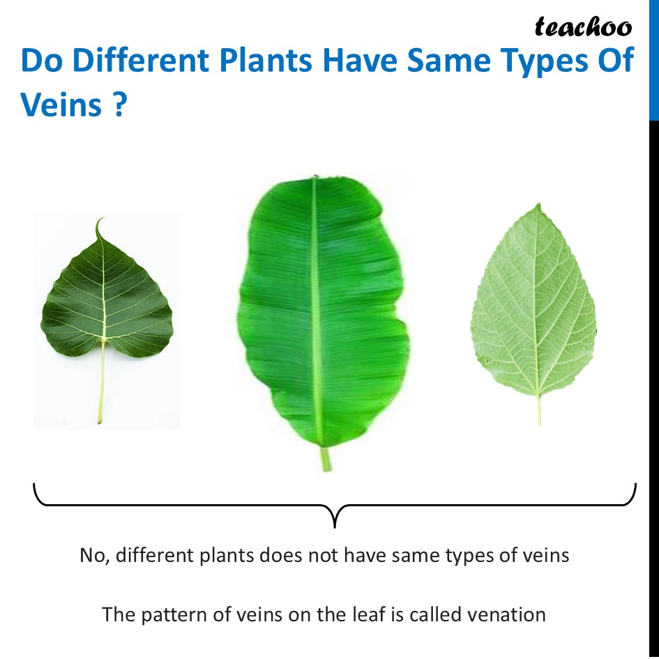 part 2 - What is Reticulate and Parallel Venation? - Concepts - Chapter 2 Class 6 - Diversity in the living world (Curiosity) - Class 6