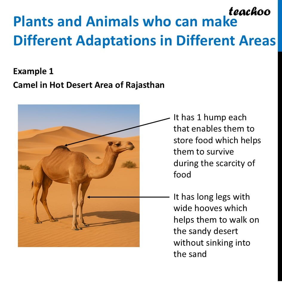part 4 - Adaptations - Concepts - Chapter 2 Class 6 - Diversity in the living world (Curiosity) - Class 6