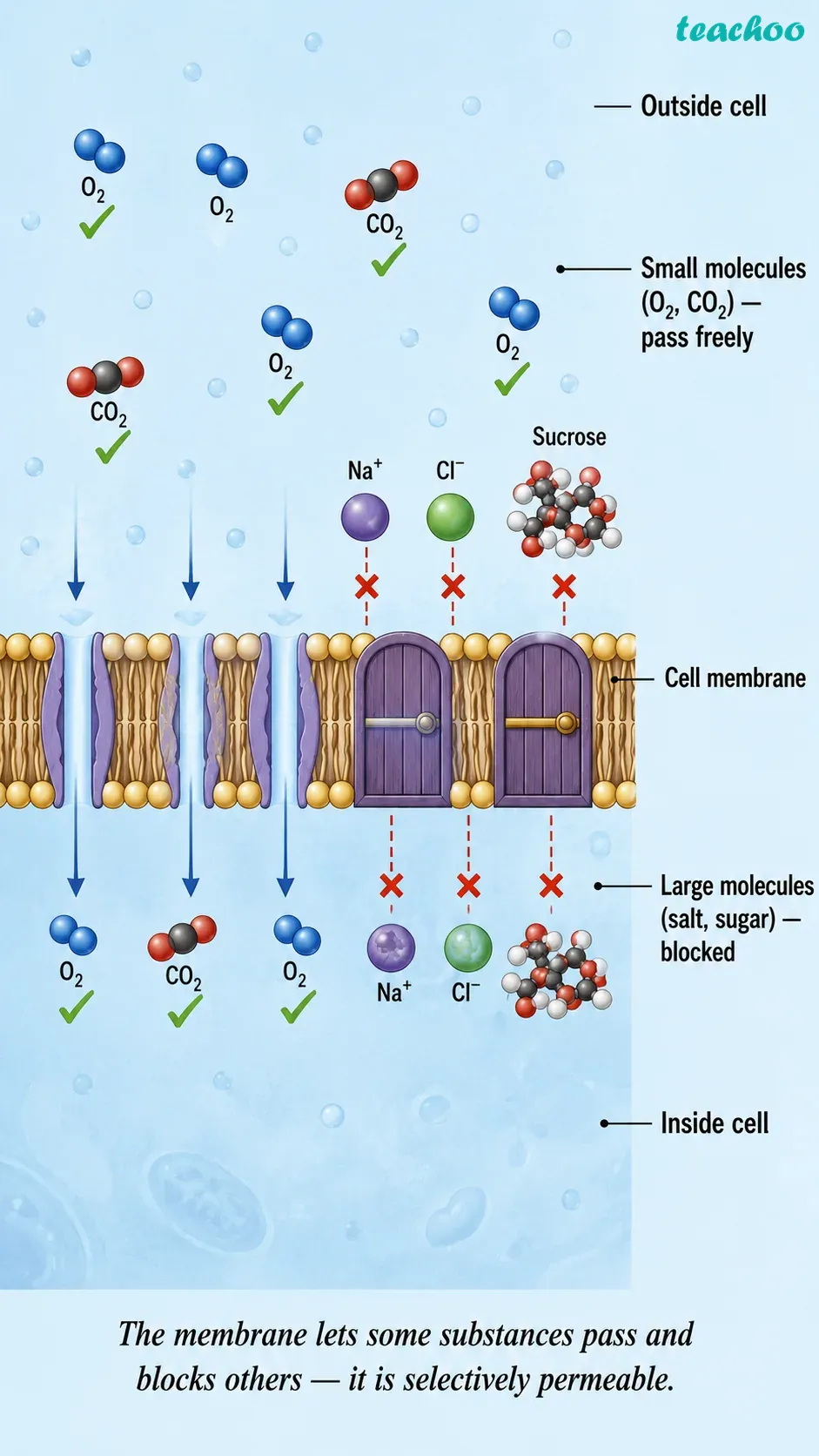 part 2 - 2.2.1 Cell membrane — The universal feature of a cell - Concepts - Chapter 2 - Cell: The Building Block of Life (Exploration) - Class 9 (Exploration)