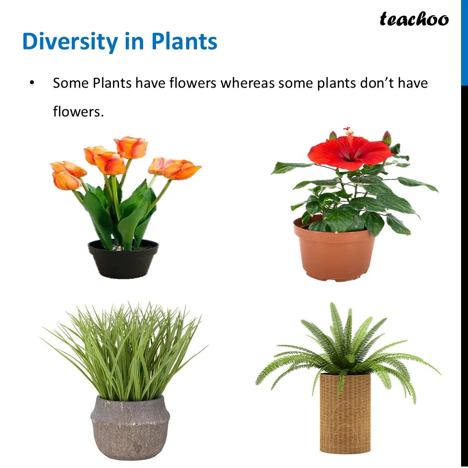 part 4 - Meaning of Diversity - Concepts - Chapter 2 Class 6 - Diversity in the living world (Curiosity) - Class 6