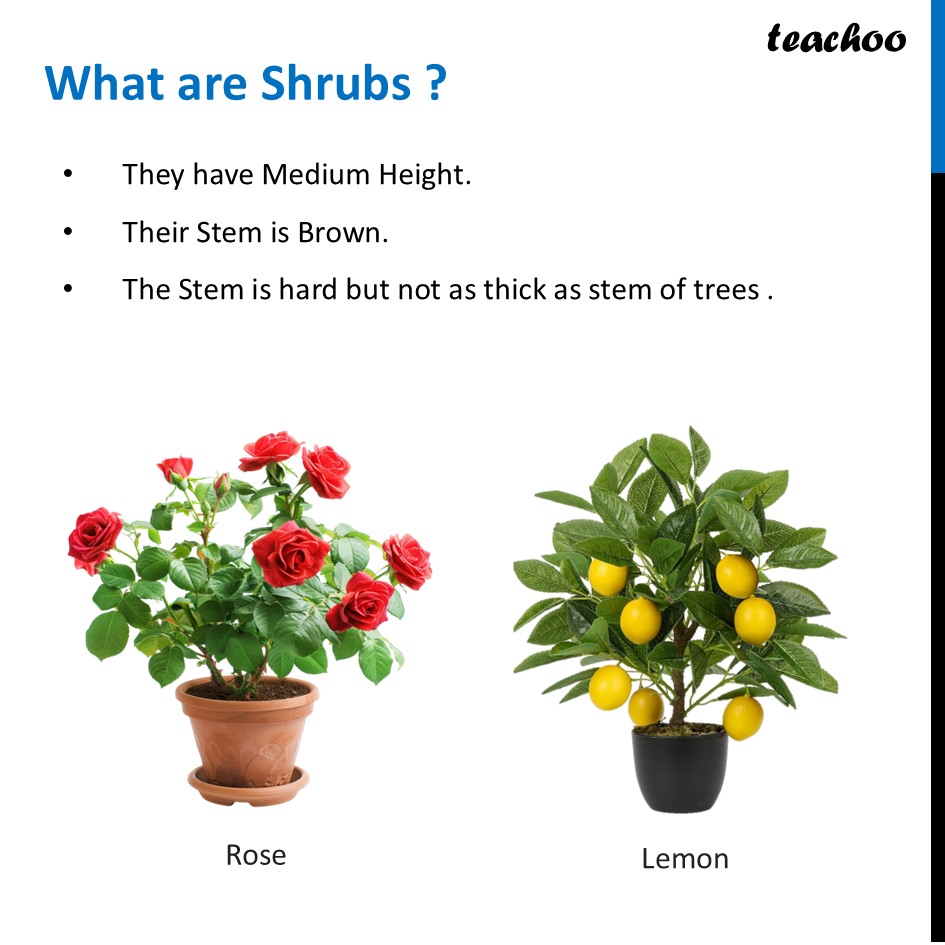 part 3 - What are Herbs, Shrubs and Trees? - Concepts - Chapter 2 Class 6 - Diversity in the living world (Curiosity) - Class 6