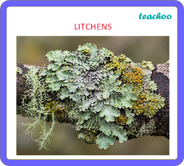 2.1.1 Litmus as an Indicator - Exploring Substances: - [Teachoo] - Concepts
