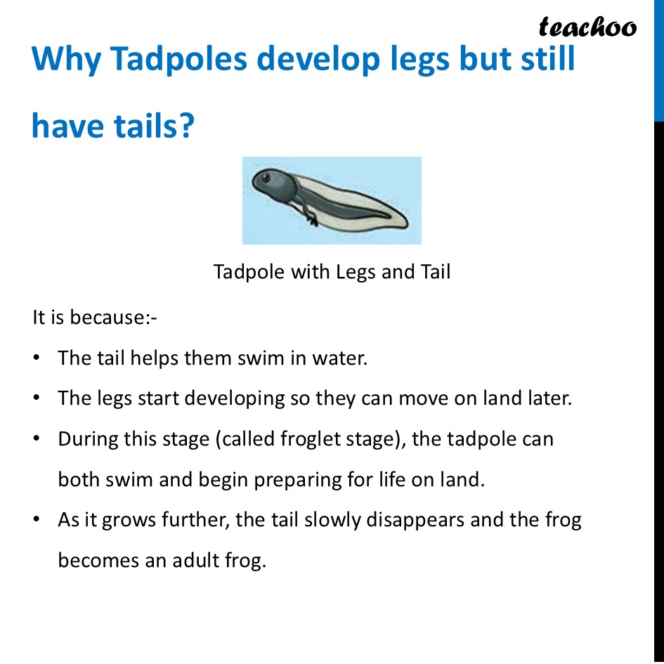 part 13 - Life Cycle of Animals - Concepts - Chapter 10 Class 6 - Living Creatures: Exploring their Characterstics - Class 6