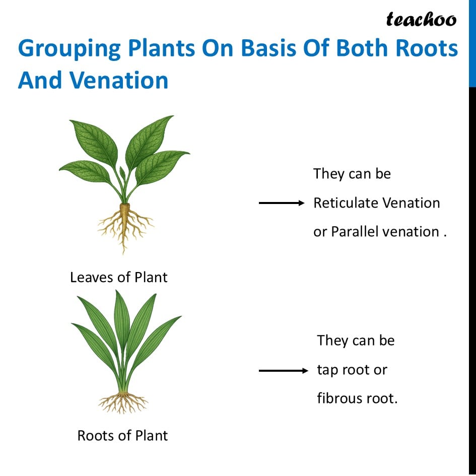 [Class 6] Grouping Plants on basis of both Roots and Venation - Concepts