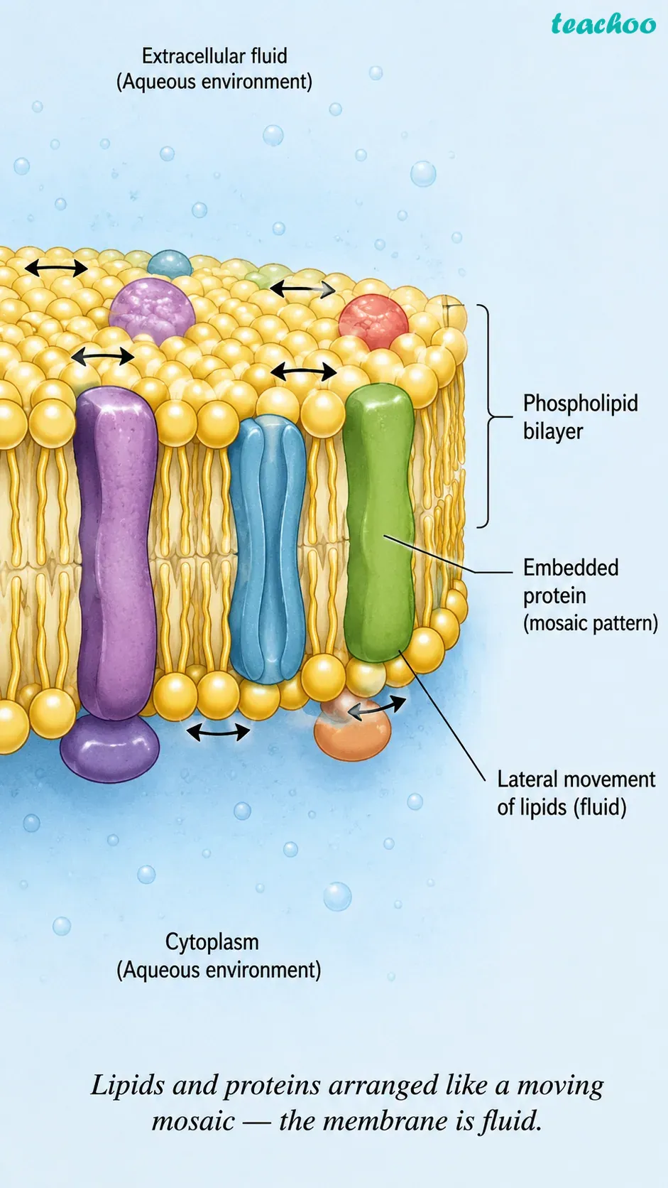 part 6 - 2.2.1 Cell membrane — The universal feature of a cell - Concepts - Chapter 2 - Cell: The Building Block of Life (Exploration) - Class 9 (Exploration)