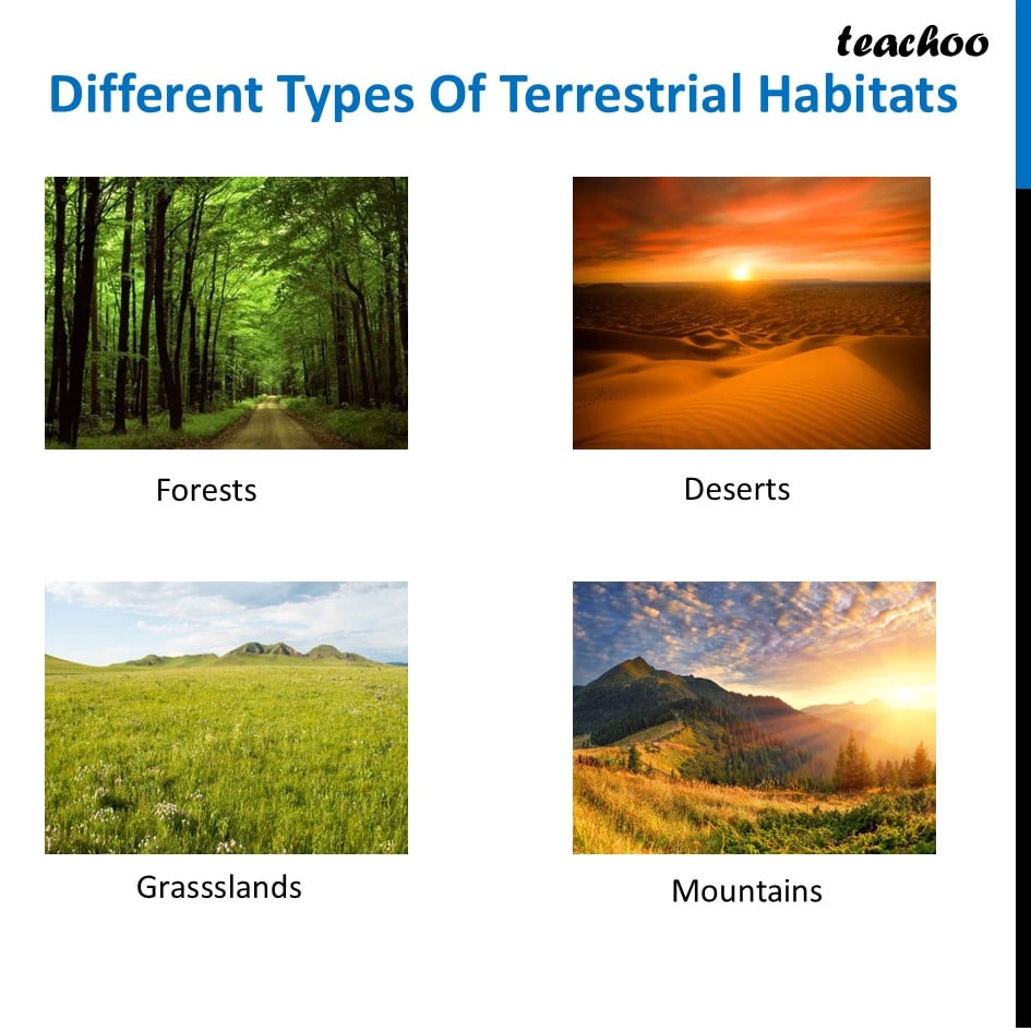 part 6 - Habitat - Concepts - Chapter 2 Class 6 - Diversity in the living world (Curiosity) - Class 6