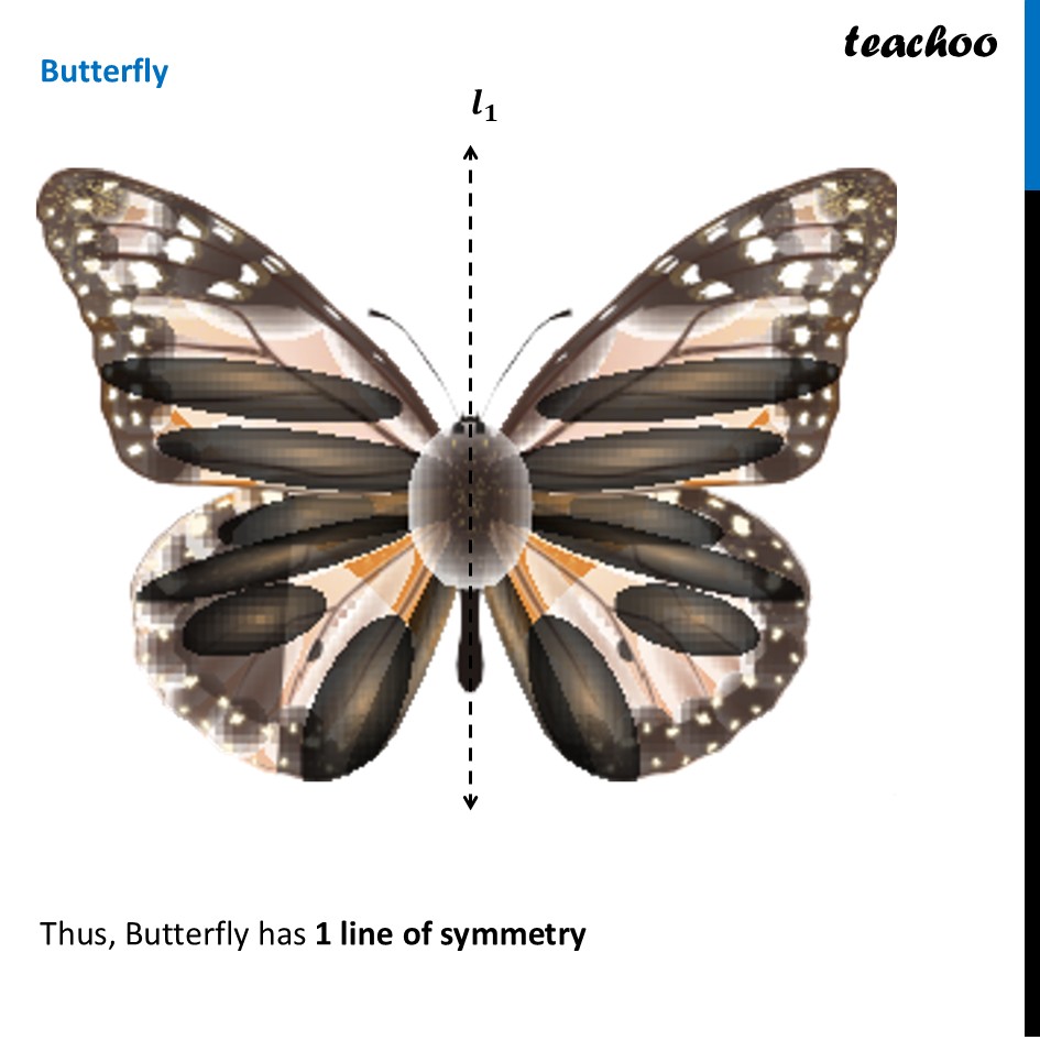 part 3 - Question 1 - Figure it out - Page 219 - Line of symmetry - Chapter 9 Class 6 - Symmetry (Ganita Prakash) - Class 6 (Ganita Prakash & Old NCERT)