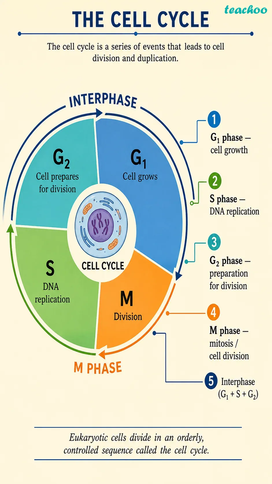 part 4 - 2.4 How do Normal Cells Grow and Divide? - Concepts - Chapter 2 - Cell: The Building Block of Life (Exploration) - Class 9 (Exploration)