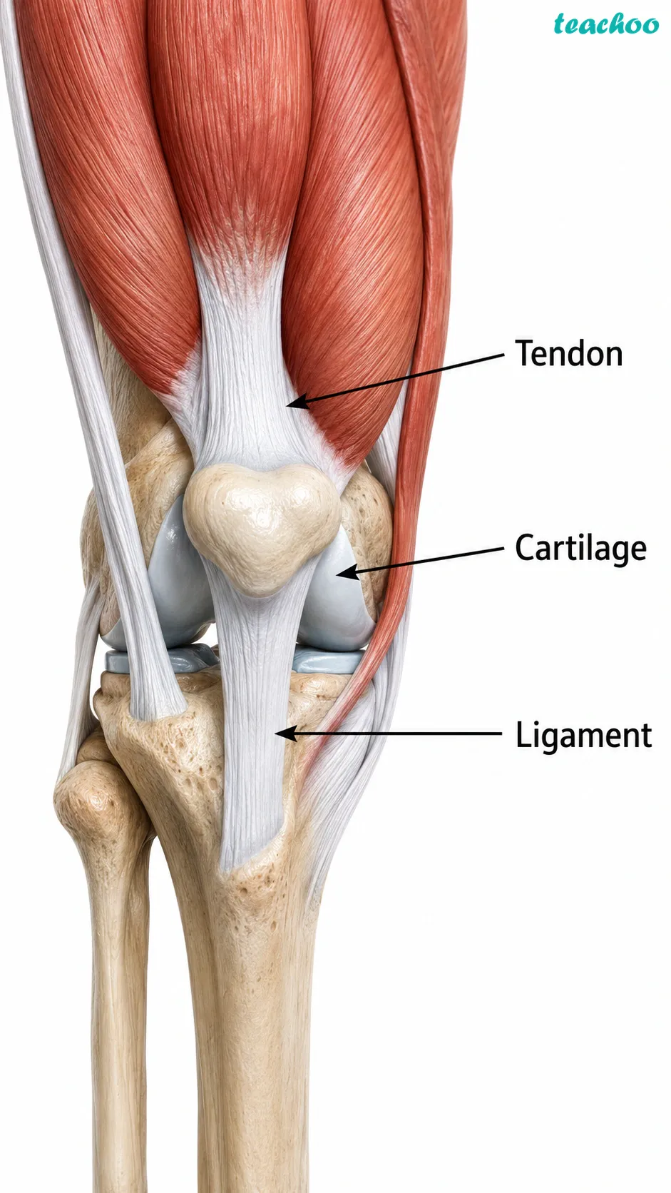 part 3 - 3.3.2 How are various parts connected in our body? - Concepts - Chapter 3 - Tissues in Action (Exploration) - Class 9 (Exploration)