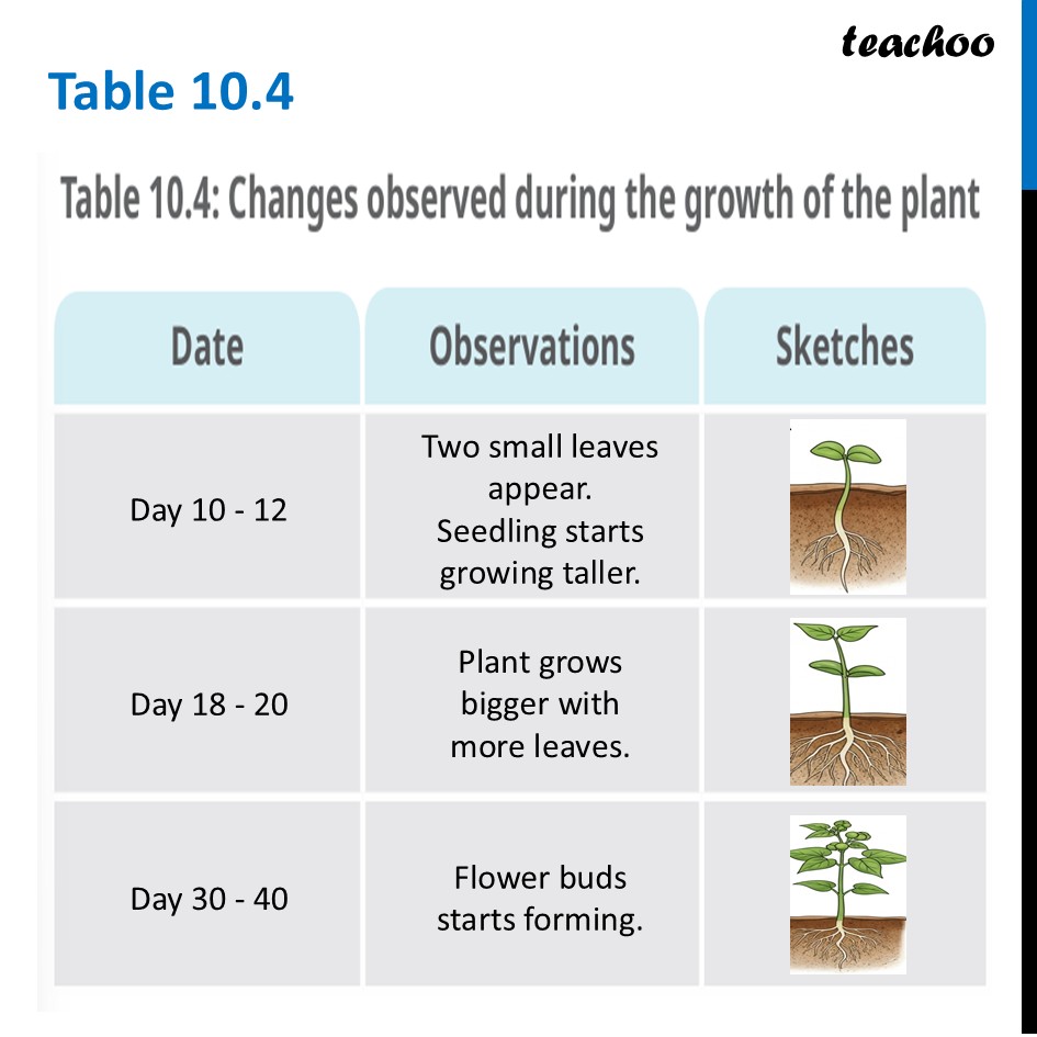 part 5 - Life Cycle of a Plant - Concepts - Chapter 10 Class 6 - Living Creatures: Exploring their Characterstics - Class 6