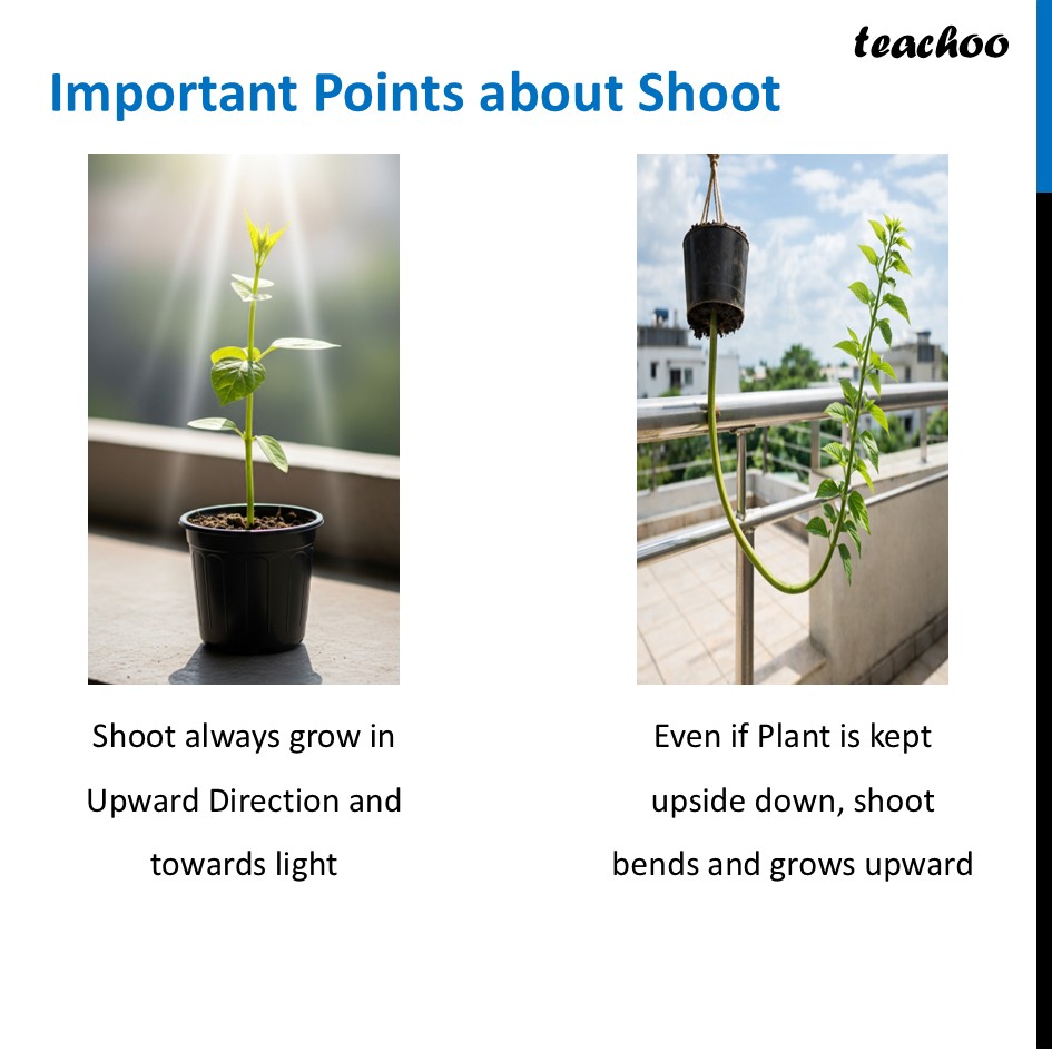 part 2 - Growth and Movement in Plants - Concepts - Chapter 10 Class 6 - Living Creatures: Exploring their Characterstics - Class 6