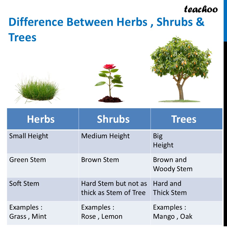 part 5 - What are Herbs, Shrubs and Trees? - Concepts - Chapter 2 Class 6 - Diversity in the living world (Curiosity) - Class 6