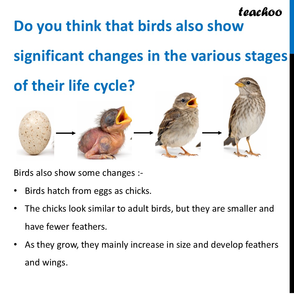 part 14 - Life Cycle of Animals - Concepts - Chapter 10 Class 6 - Living Creatures: Exploring their Characterstics - Class 6